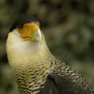 crested caracara